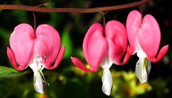 Luister je naar je hoofd of je hart of...?